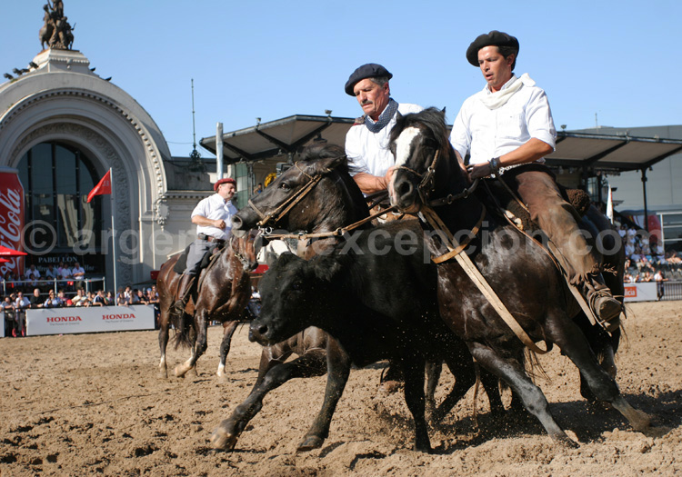 Exposition équine Nuestros caballos Exposition équine Nuestros caballos