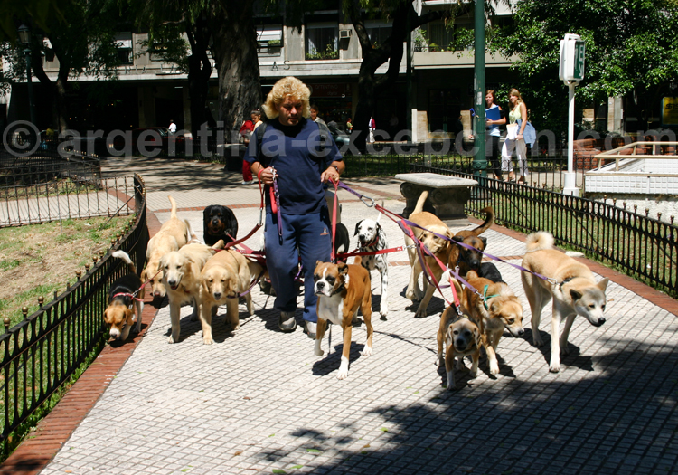 Promeneur de chiens, Argentine Promeneur de chiens, Argentine