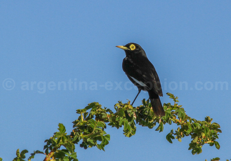 Ada clignot Ada clignot