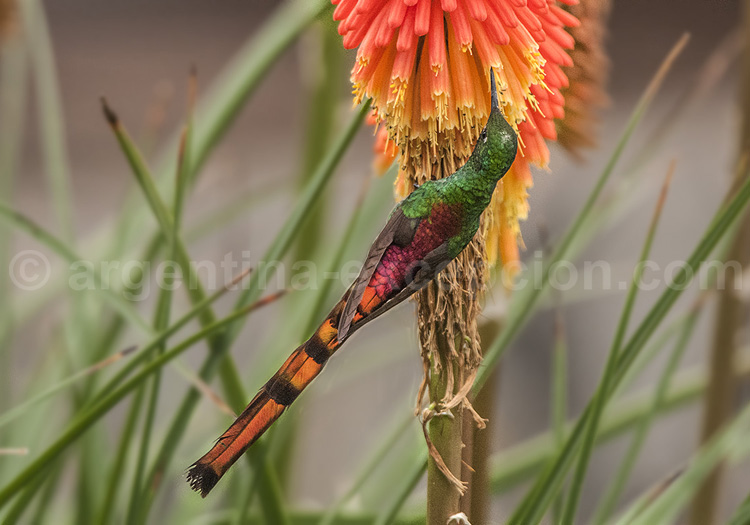 Colibri sapho Colibri sapho