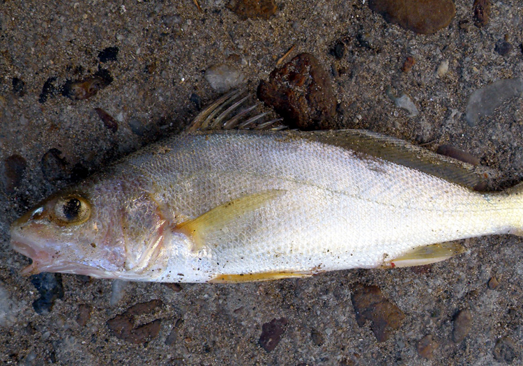 Corvina (maigre), Pachyurus_bonariensis. Wikimedia Commons corvina