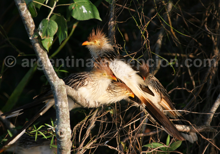 Guira cantara Guira cantara