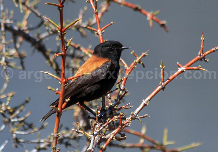 Lessonie noire Lessonie noire