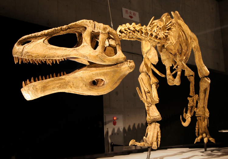 Megaraptor - CC Flickr Kabacchi Megaraptor - CC Flickr Kabacchi