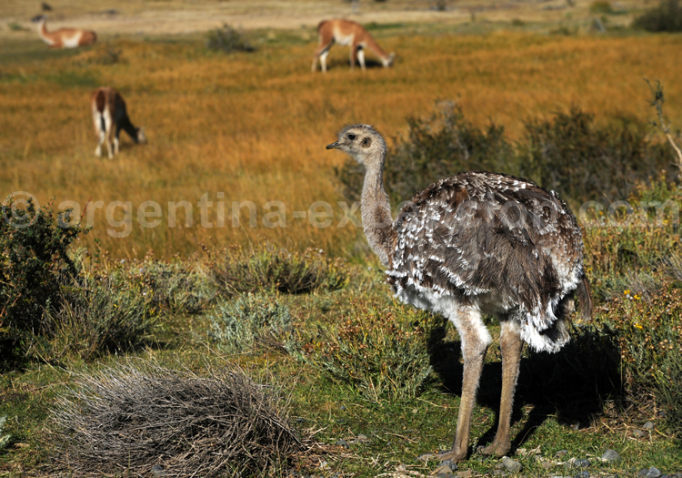 Nandou de Darwin, suri Nandou de Darwin, suri