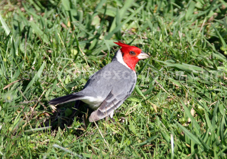 Paroare huppé Paroare huppé