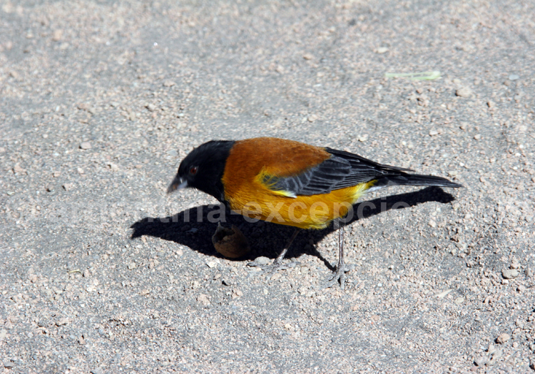 Phrygile du Pérou Phrygile du Pérou