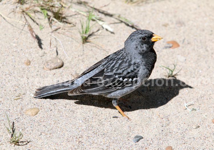 Phrygile petit deuil Phrygile petit deuil