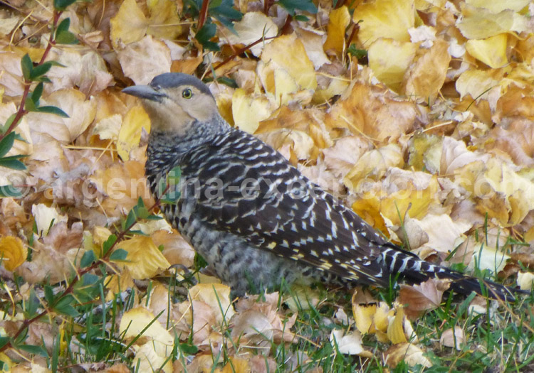 Pic du Chili Pic du Chili