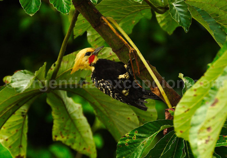 Pic ocré. Posada Puerto Bemberg Pic ocré. Posada Puerto Bemberg