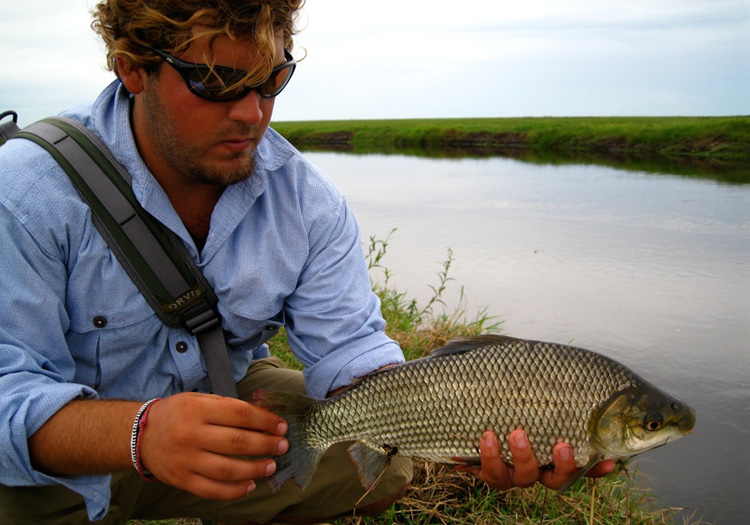 Sábalo. CC Flickr J Thomas McMurray Sábalo. CC Flickr J Thomas McMurray