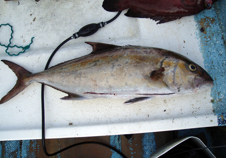 Seriola peruana, Pez Limon CC Wikimedia seriola peruana pez limon