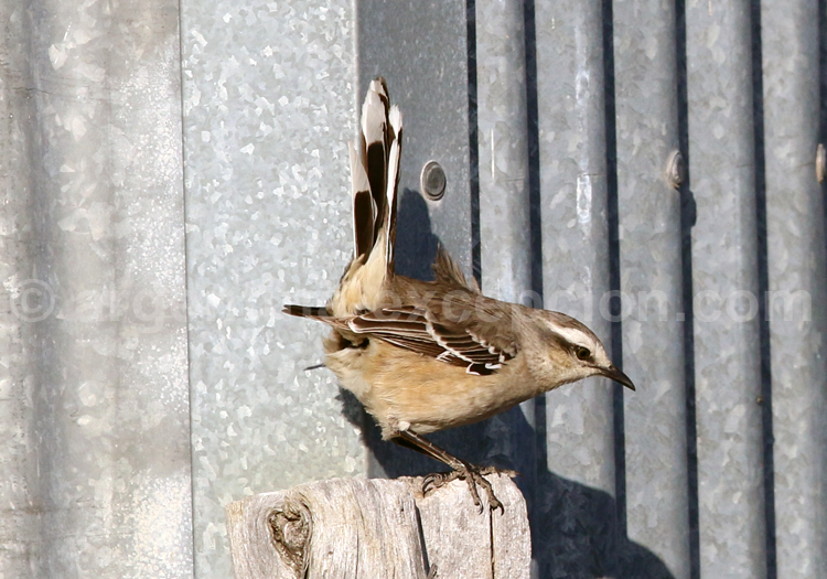 Moqueur patagon Moqueur patagon