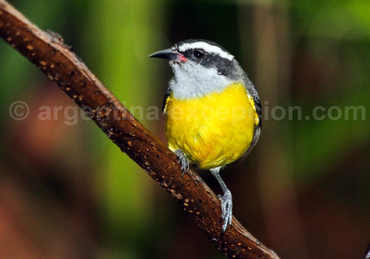 Sucrier à ventre jaune Sucrier à ventre jaune