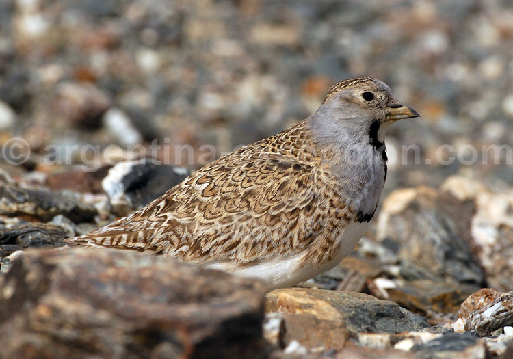 Thinocore d’Orbigny Thinocore d'Orbigny