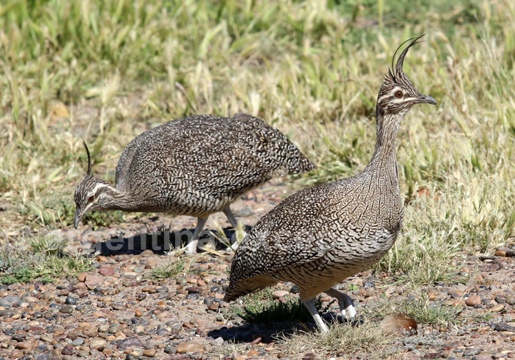 Tinamou élégant Tinamou élégant
