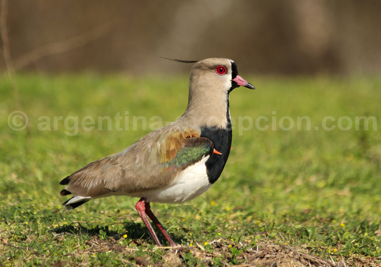 Vanneau téro Vanneau téro