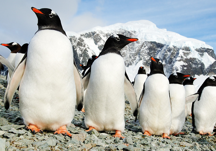 colonie de manchots observée lors d'une croisière en Antarctique