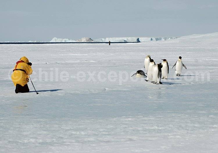 Rencontre avec des manchots empereurs, péninsule Antarctique © Lynn Woodworth Rencontre avec des manchots empereurs, péninsule Antarctique © Lynn Woodworth
