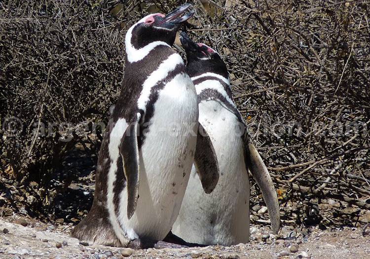 Lune de miel à la péninsule Valdès Lune de miel à la péninsule Valdès