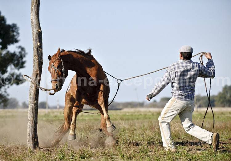 Gaucho maniant son lasso - Argentine Gaucho maniant son lasso - Argentine