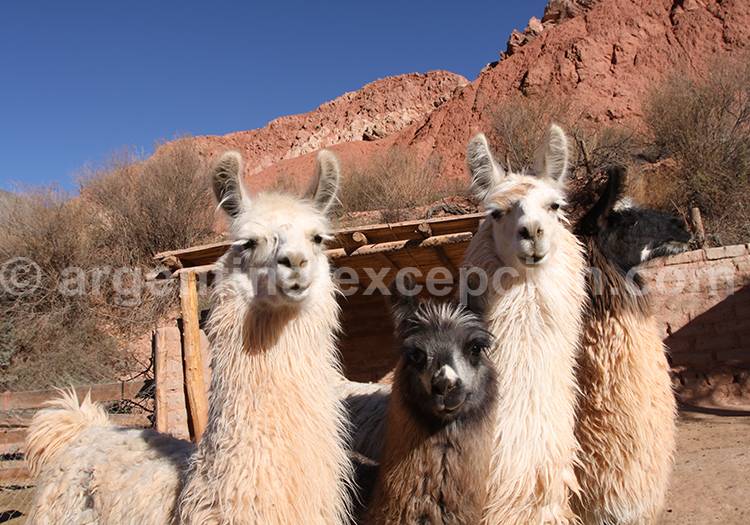 Enclos de lamas à Purmamarca Enclos de lamas à Purmamarca