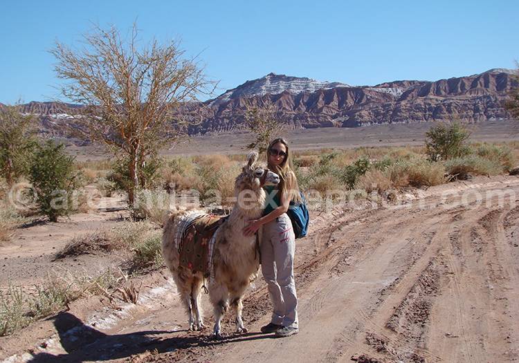 Promenade avec les lamas Promenade avec les lamas