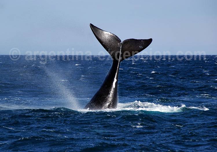La péninsule Valdés en Patagonie La péninsule Valdés en Patagonie