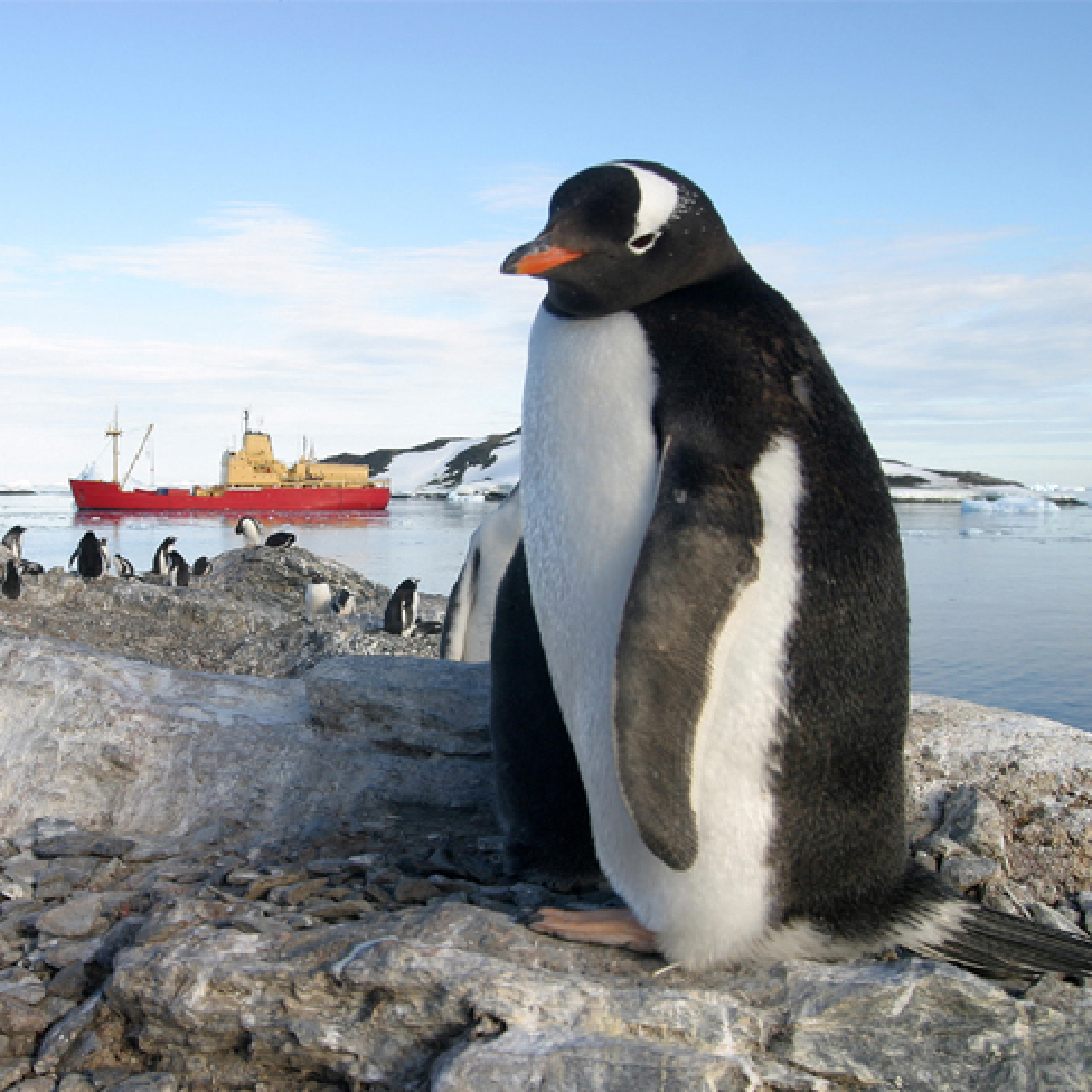 Pinguino Papua (Base OHiggins)