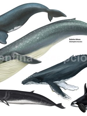 Cétacés du pole sud