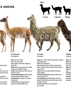 Camélidés d’Amérique du Sud