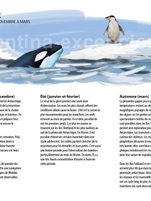 Observer la faune en Antarctique