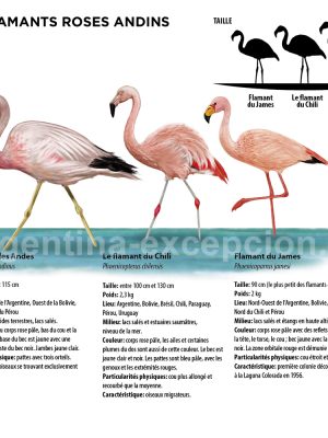 Flamants roses Sud Americain