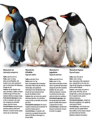 Manchots en Argentine