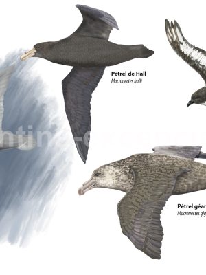 Espèces représentatives de pétrels