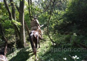 Excursion Cheval proposées dans la forêt de Yungas; Finca la Fé Excursion Cheval proposées dans la forêt de Yungas; Finca la Fé