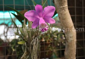 21-2 Montecarlo, capitale argentine des orchidées