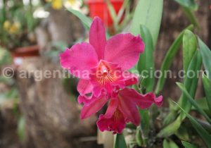 22-2 Montecarlo, capitale argentine des orchidées