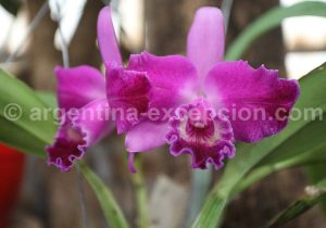 23-1 Montecarlo, capitale argentine des orchidées