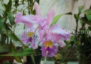 24-2 Montecarlo, capitale argentine des orchidées
