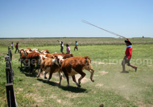 Démonstration de jeux gauchos, Estancia Buena Vista