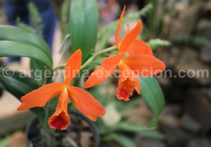 25-2 Montecarlo, capitale argentine des orchidées