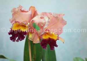 26-2 Montecarlo, capitale argentine des orchidées
