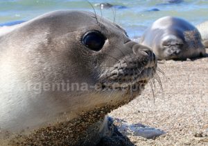 26-elephant-de-mer Agence de voyage à Buenos Aires