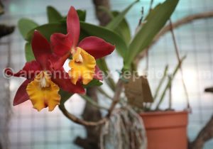 27-2 Montecarlo, capitale argentine des orchidées