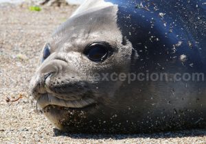 27-elephant-de-mer Agence de voyage à Buenos Aires