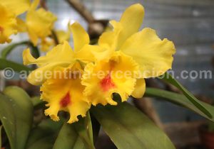 28-2 Montecarlo, capitale argentine des orchidées