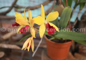 29-2 Montecarlo, capitale argentine des orchidées