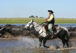 Un gaucho au galop