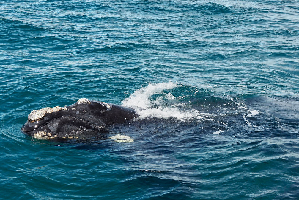 Baleine, péninsule de Valdés Baleine, péninsule de Valdés